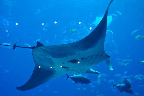 Uma majestosa arraia-manta no Aquário de Atlanta, na Georgia - EUA